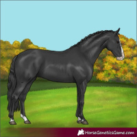 Horse Color:Black Splash