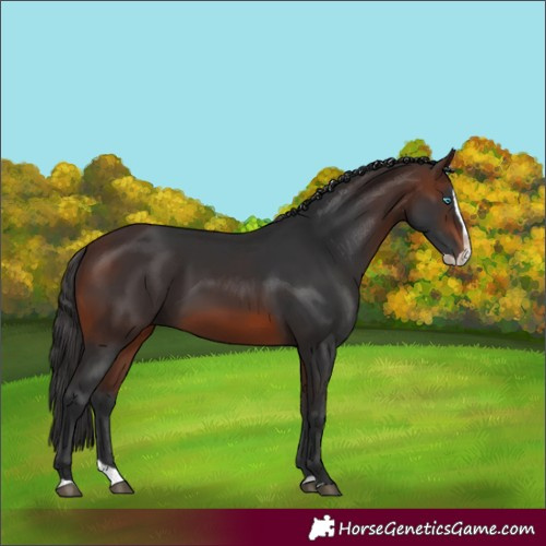 Horse Color:Brown Splash 