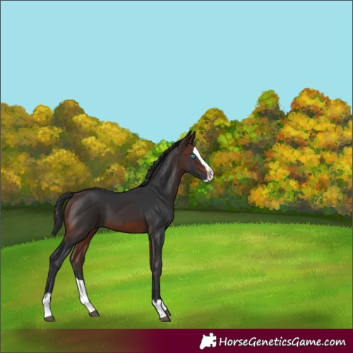 Horse Color:Brown Splash 