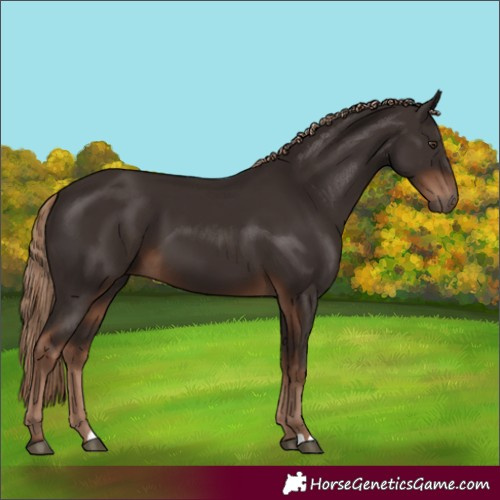 Horse Color:Liver Chestnut 