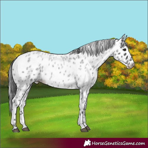 Horse Color:Blue Roan Leopard 
