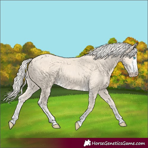 Horse Color:Unknown 