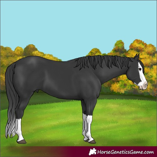 Horse Color:Black Splash 