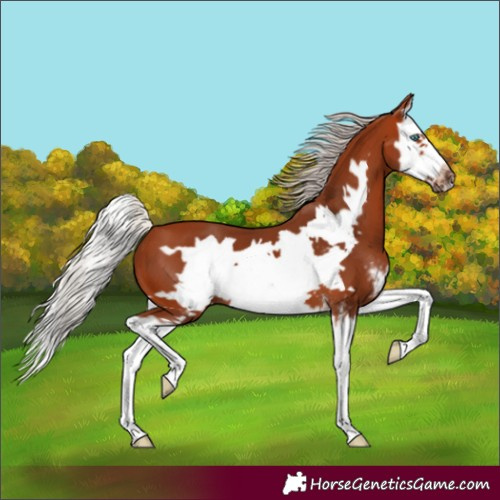 Horse Color:Unknown 