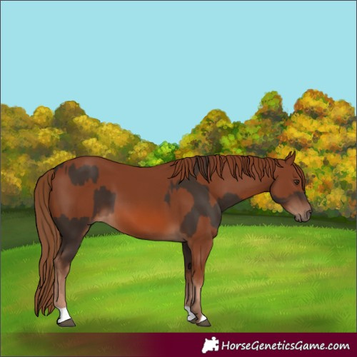 Horse Color:Liver Chestnut and Chestnut