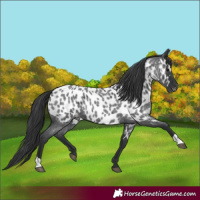 Horse Color:Blue Roan Near Leopard 