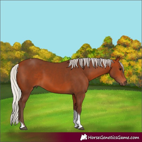 Horse Color:Silver Bay Tobiano