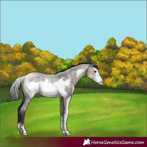 Horse Color:Brown Roan Dun Sabino Frame Rabicano 