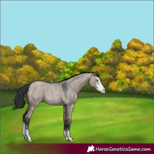 Horse Color:Brown Roan Dun Sabino 