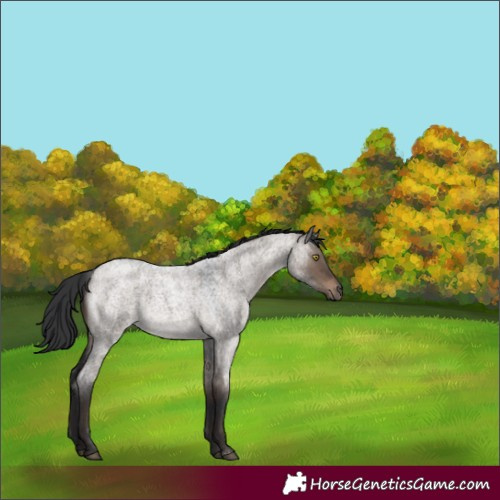 Horse Color:Brown Roan Dun
