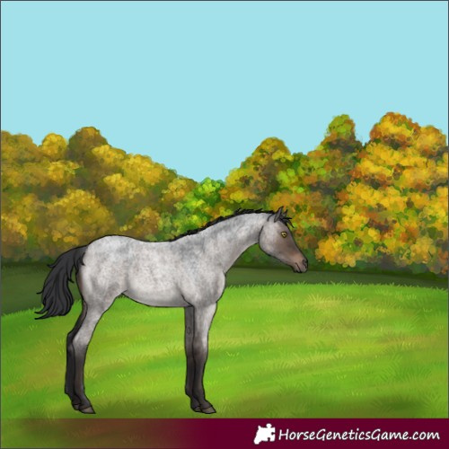 Horse Color:Brown Roan Dun Rabicano
