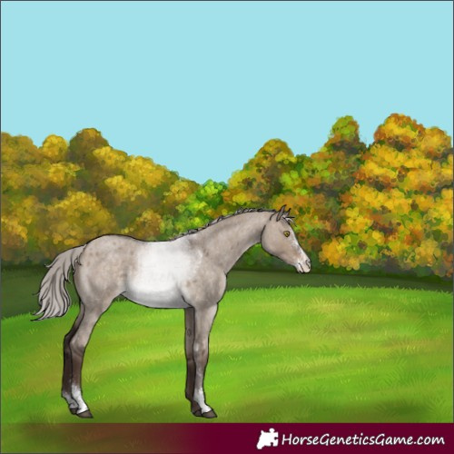 Horse Color:Silver Brown Roan Dun Sabino Rabicano