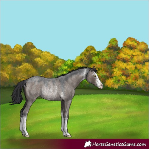 Horse Color:Brown Roan Dun Sabino Rabicano 