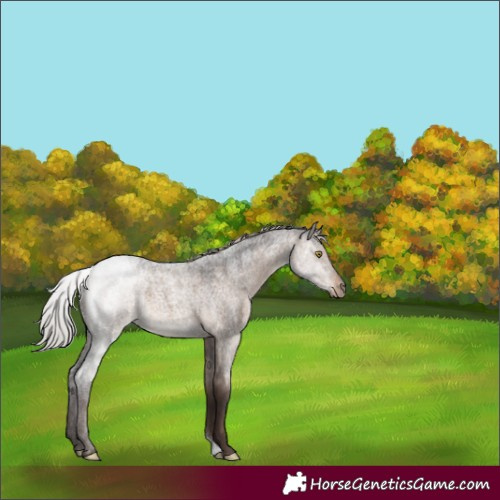 Horse Color:Silver Brown Roan Dun