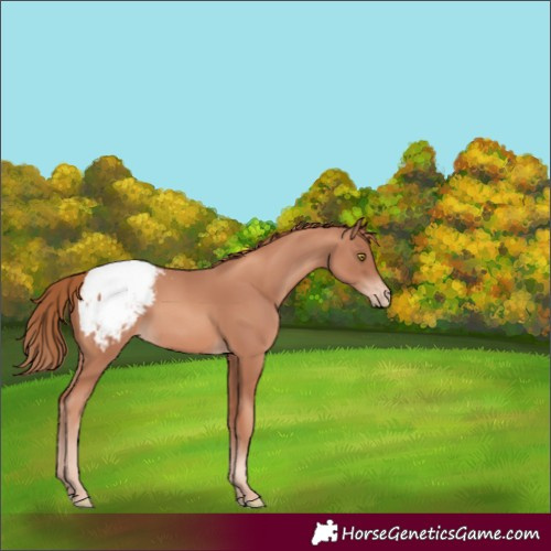 Horse Color:Gold Champagne Snowcap