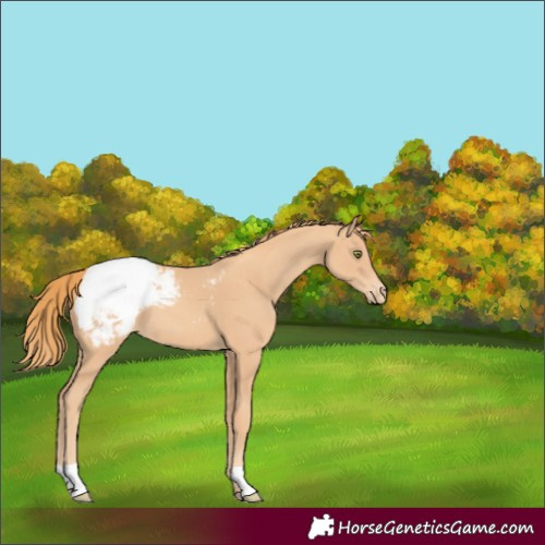 Horse Color:Gold Champagne Snowcap 