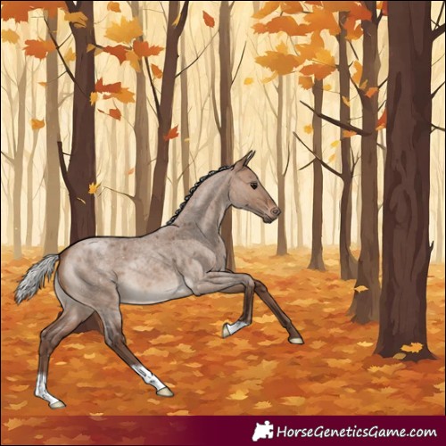 Horse Color:Silver Brown Roan Dun