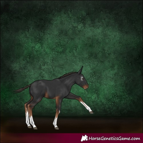 Horse Color:Gray White Spotted Liver Chestnut