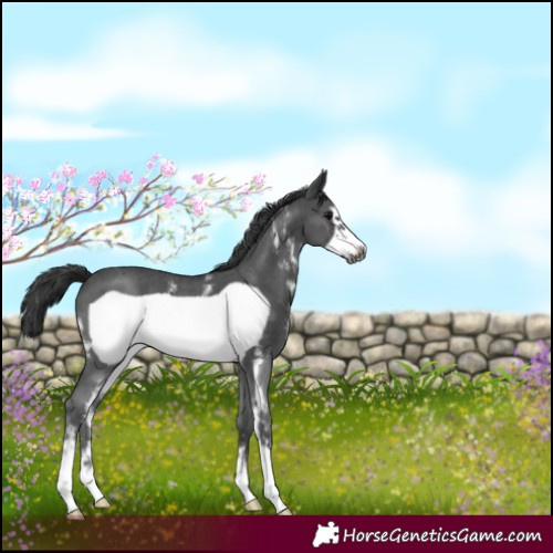 Horse Color:Black Sabino Frame 