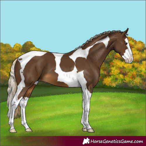 Horse Color:Chocolate Palomino Splash Tobiano Varnish