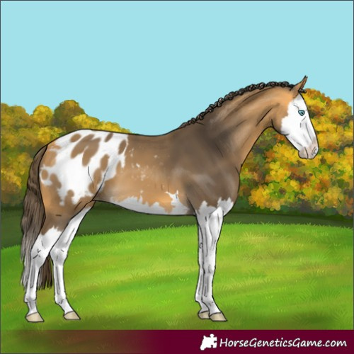 Horse Color:Buckskin Splash Blanket