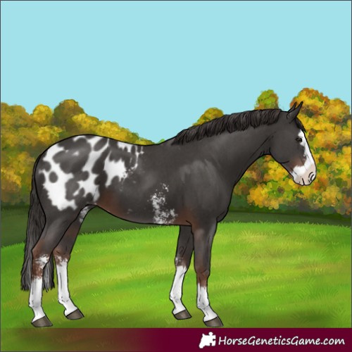 Horse Color:Liver Chestnut Sabino Splash Blanket