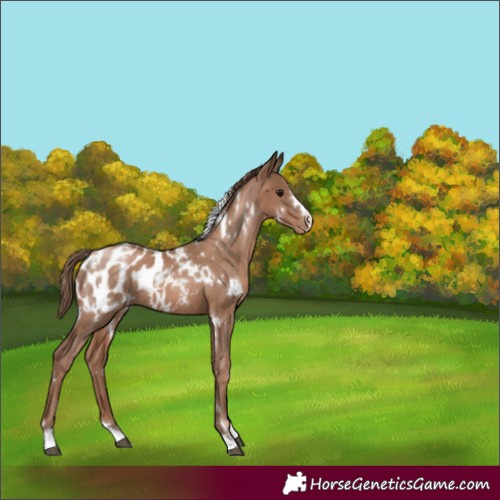 Horse Color:White Spotted Black Pearl Blanket Rabicano