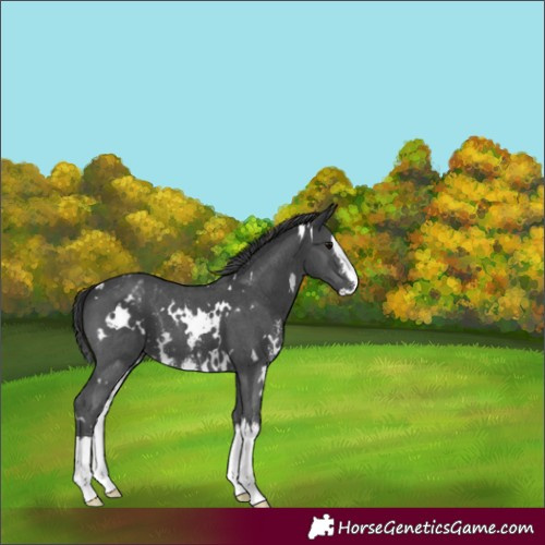 Horse Color:White Spotted Black Sabino Splash Blanket