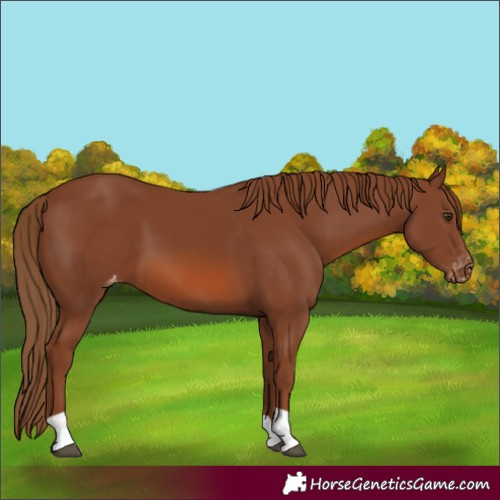 Horse Color:Chestnut Varnish 