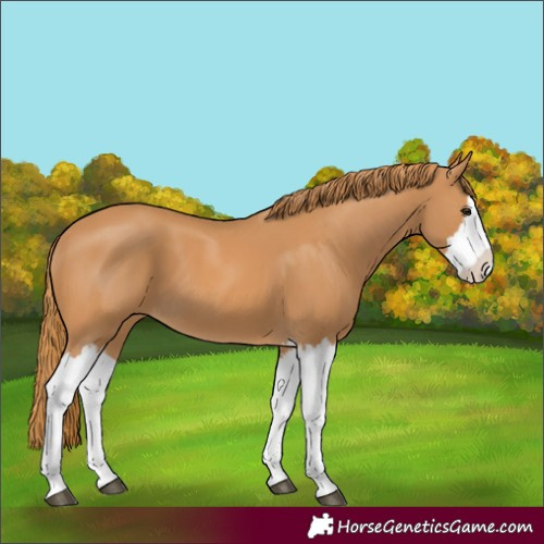 Horse Color:Chestnut Splash 