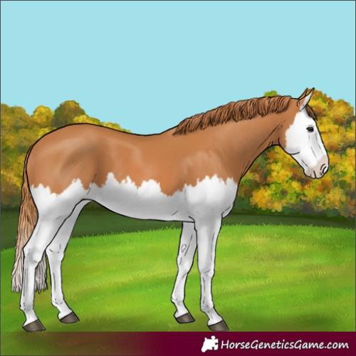Horse Color:Chestnut Splash