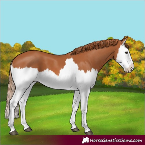 Horse Color:Chestnut Splash 