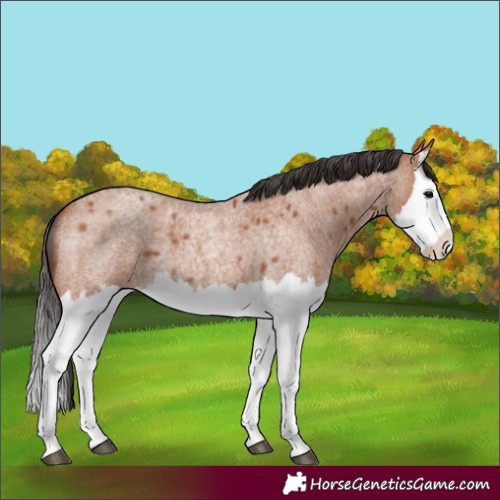 Horse Color:Bay Roan Splash 