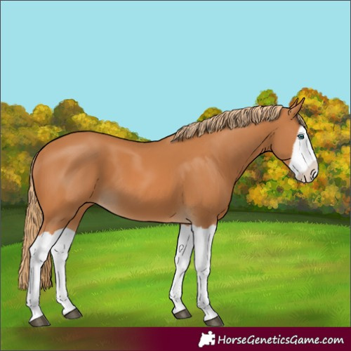 Horse Color:Chestnut Splash