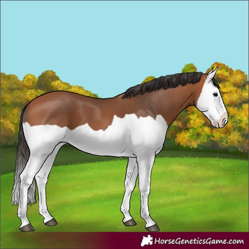 Horse Color:Bay Splash 