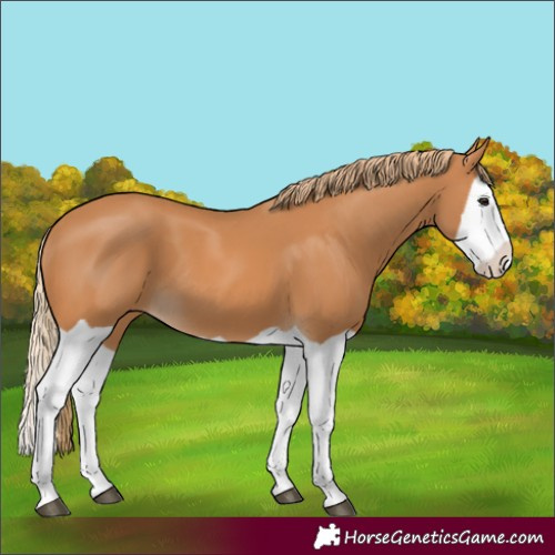 Horse Color:Chestnut Splash 