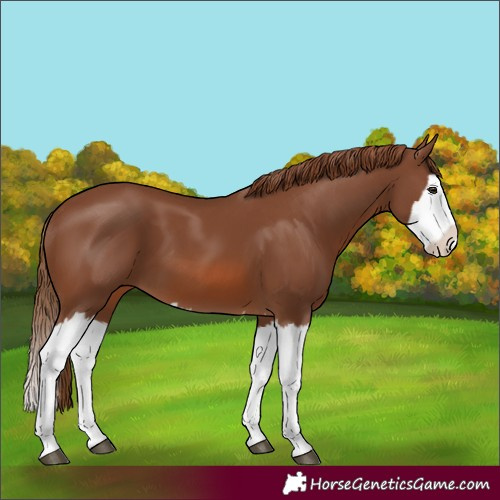 Horse Color:Chestnut Splash 