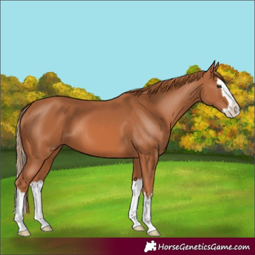 Horse Color:Chestnut Splash