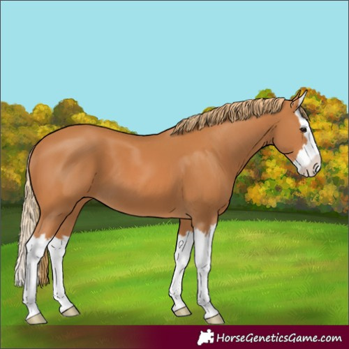 Horse Color:Chestnut Splash