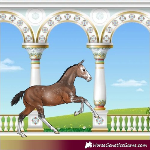 Horse Color:Bay Sabino