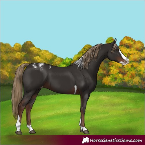 Horse Color:Liver Chestnut Splash Tobiano Varnish 