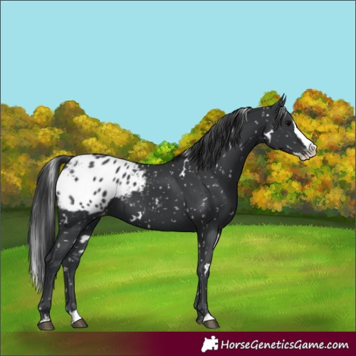 Horse Color:White Spotted Black Splash Blanket 