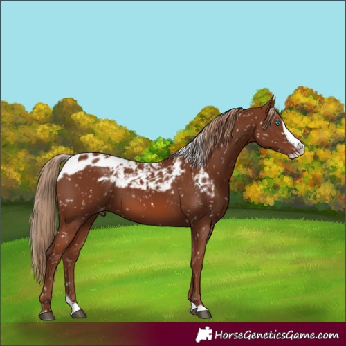 Horse Color:Chestnut Splash Skewed LP Spotted 