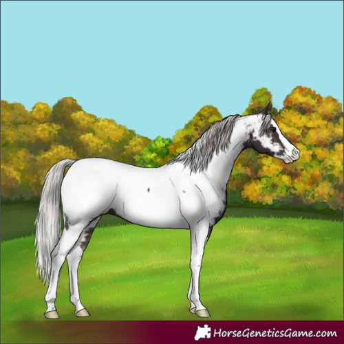 Horse Color:Silver Brown Splash Tobiano Near Fewspot