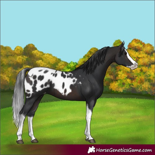 Horse Color:Brown Splash Tobiano Skewed LP Spotted