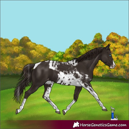 Horse Color:Liver Chestnut Splash Tobiano Skewed LP Spotted 
