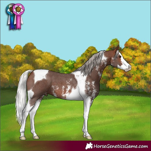 Horse Color:Silver Bay Sabino Splash Tobiano Varnish 