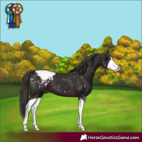 Horse Color:Liver Chestnut Splash Snowcap