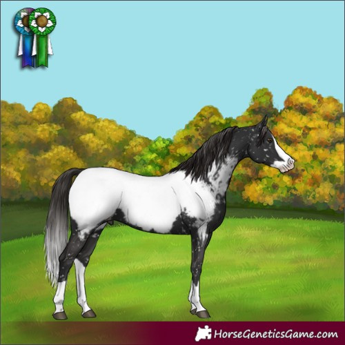 Horse Color:Liver Chestnut Splash Near Fewspot 