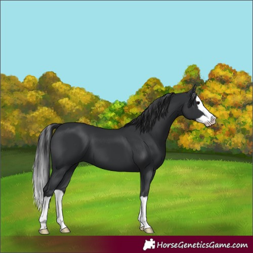 Horse Color:Black Splash 